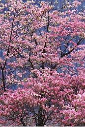 求生沙盒游戏《森林之子》推迟至2023年2月发行